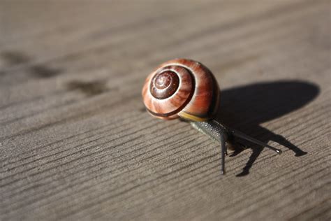 A snails pace wow. Things To Know About A snails pace wow. 