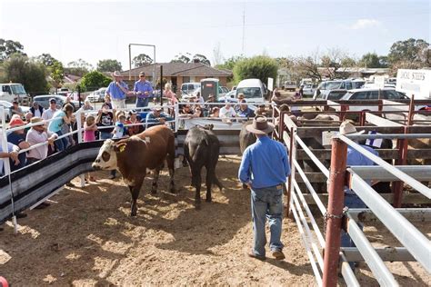 A stock auction. Salem Livestock Auction, Salem, Missouri. 1,172 likes · 126 talking about this · 46 were here. Wether you have one or one hundred head you are important to us!! Sale every Monday @ 12! 