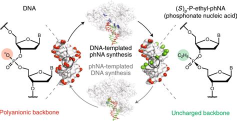 A synthetic genetic polymer with an uncharged backbone chemistry ba…