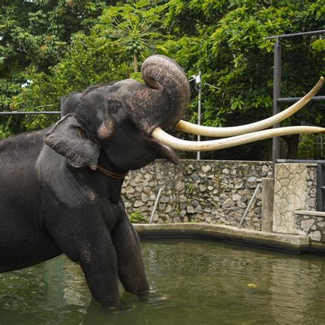 A temple elephant in Sri Lanka will be airlifted back to Thailand after allegations of neglect