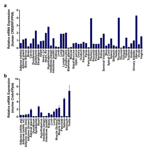 A thrifty variant in CREBRF strongly influences body mass ... - Nature