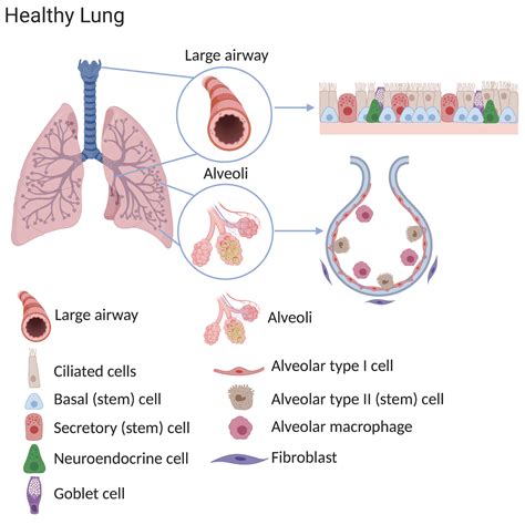 A transitional stem cell state in the lung Nature Cell Biology