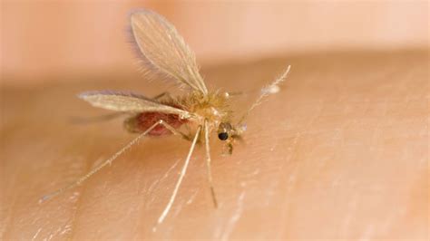 A tropical parasite, passed through the bite of a sand fly, is causing skin infections in the US