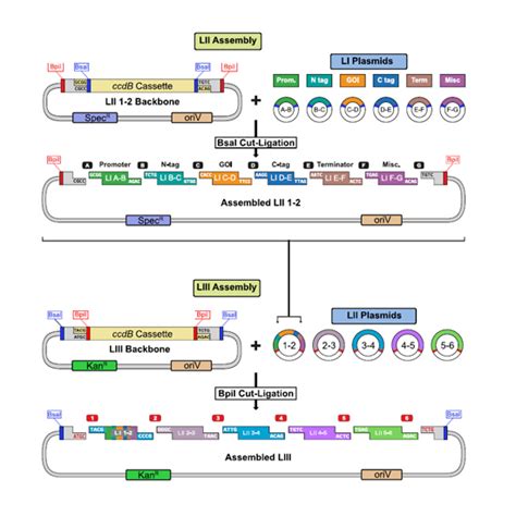 A unified multi-kingdom Golden Gate cloning platform