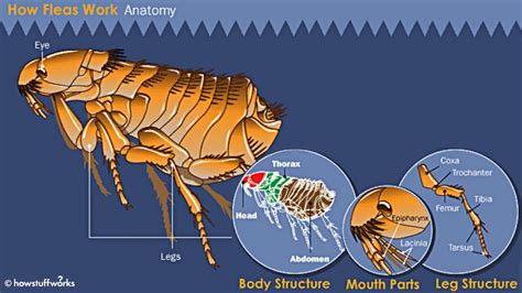 A unique flea