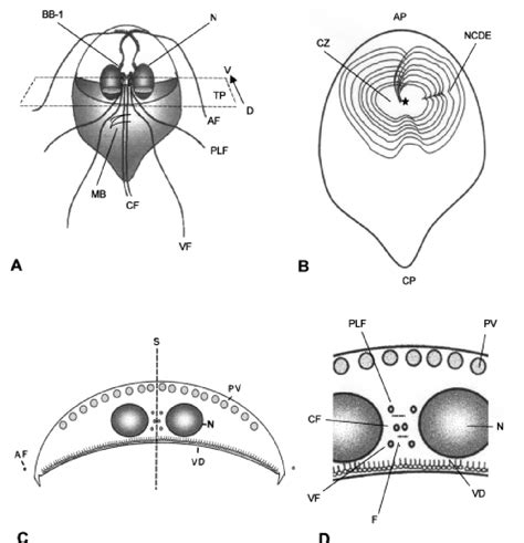 A unique mechanism of nuclear division in Giardia lamblia involves ...