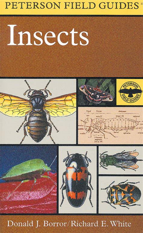 Download A Field Guide To Insects America North Of Mexico Peterson Field Guides By Donald J Borror