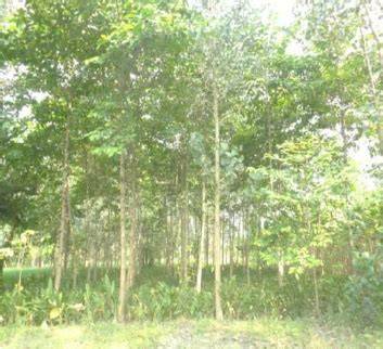 A. cadamba Plantation in Agroforestry | Download … - raincitystudios.com