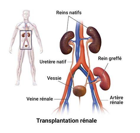 A. ZNIBER Nephrologie dialyse transplantation rénale