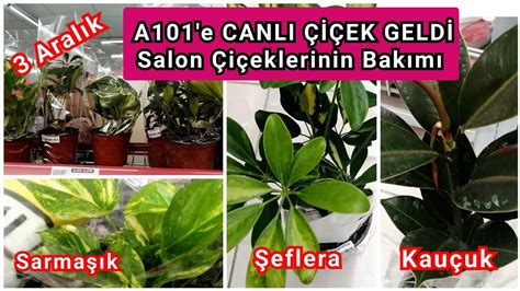 A101'e CANLI ÇİÇEK GELDİ. Salon Çiçeklerinin Bakımı Nasıl . 