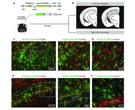 AAV-gfaABC1D-cyto-GCaMP6f - Neurophotonics