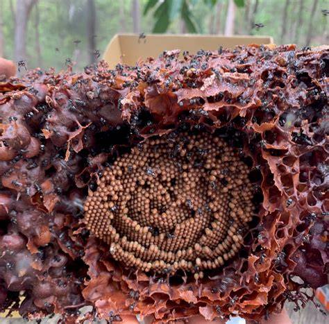 ABeeC Hives — Grokipedia - raincitystudios.com