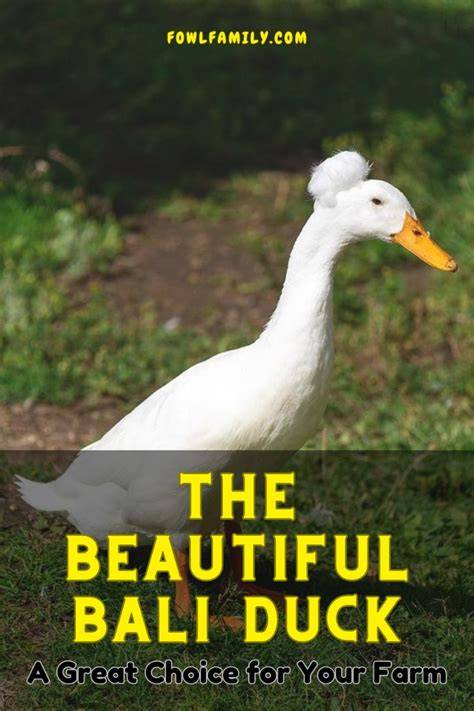 About Bali Duck Breed: 10 Tips To Raise - raincitystudios.com