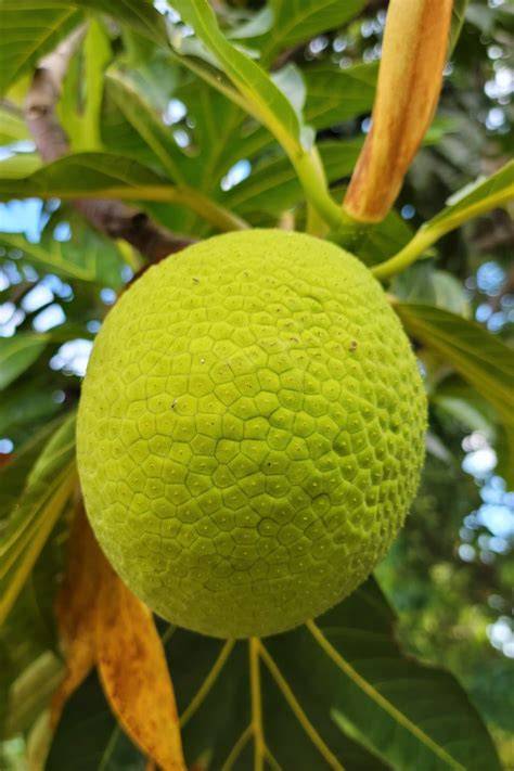 About Breadfruit - National Tropical Botanical Garden - raincitystudios.com