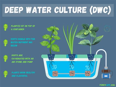 About Deep Water Culture Hydroponic Systems - raincitystudios.com
