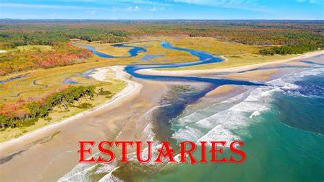 About estuaries - Department of Conservation - raincitystudios.com