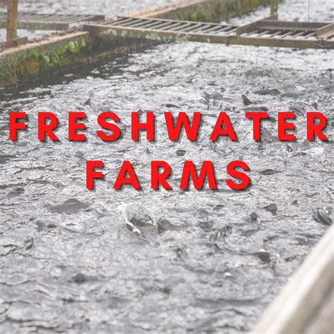 About Freshwater Farms - U.S. Farm-Raised Catfish - muktibox.com
