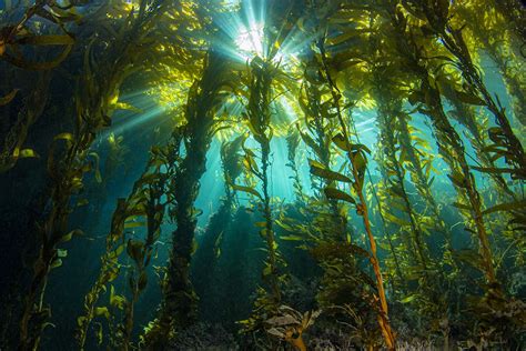 About Kelp | Ecological & Climate Value of Kelp Forests - muktibox.com