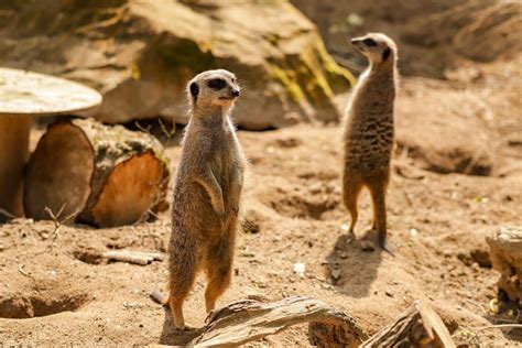 About MeerKAT - South African Radio Astronomy … - wintechmobiles.com