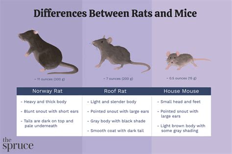 About Rats and Mice - US EPA - muktibox.com