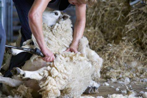 About Sheep Shearing | Wool Extraction Process - raincitystudios.com