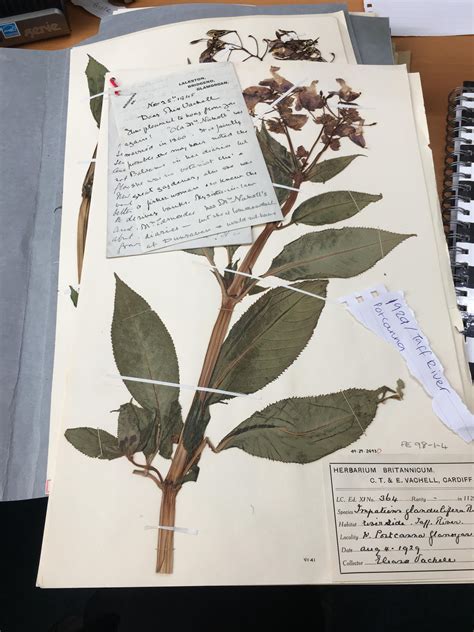 About the Herbarium - Royal Botanic Gardens Victoria - muktibox.com