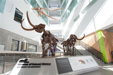 About the University Museum - Heidelberg University - wintechmobiles.com