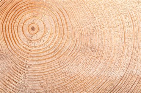 About Tree Rings | Laboratory of Tree-Ring Research - muktibox.com