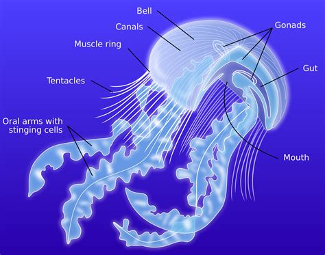 ABOUT The Jellyfish