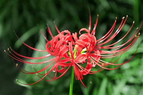 ABOUT US SPIDERLILY