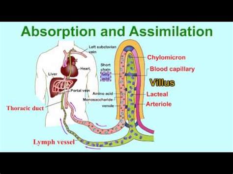 ABSORPTION AND ASSIMILATION