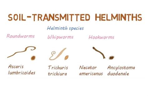 ABSTRAK Soil Transmitted Helminths