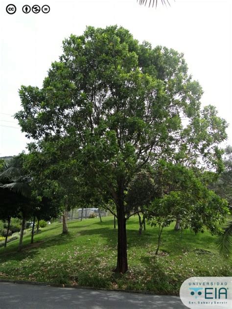 Acacia mangium Willd. - raincitystudios.com
