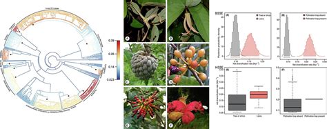 Accelerated diversification correlated with functional traits shapes ... - muktibox.com