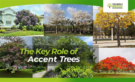 Accent Trees in Landscape Design - Treeworld Wholesale - raincitystudios.com