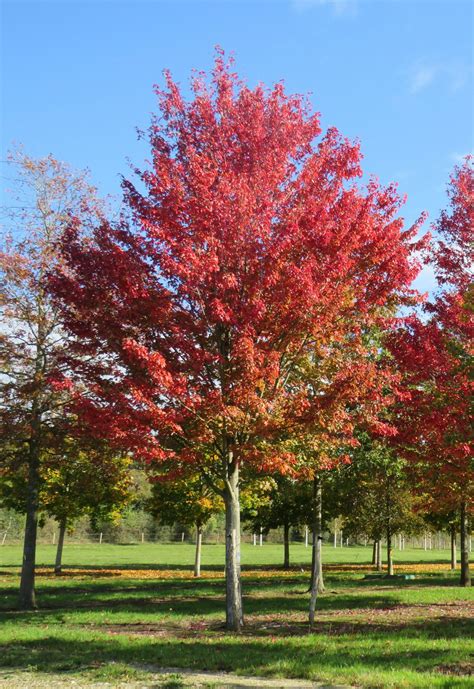 Acer rubrum - North Carolina Extension Gardener Plant Toolbox - muktibox.com