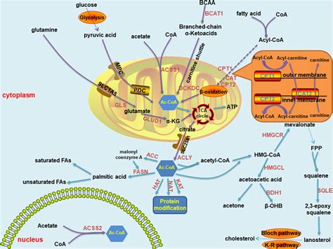 Acetyl-CoA - muktibox.com