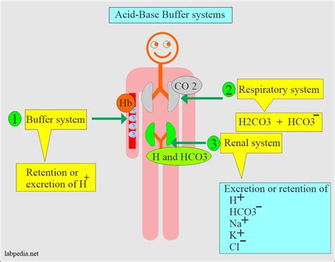 Acid/base chemistry: The bicarbonate buffer system and pH regulation - wintechmobiles.com