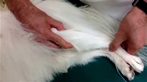 ACL Drawer Sign and Tibial Compression Test for Torn ACL in Dog YouTube