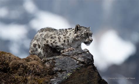 Action for snow leopards - IUCN - muktibox.com