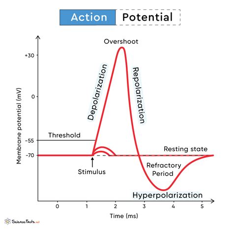 Action potential | Definition, Steps, & Facts | Britannica - muktibox.com