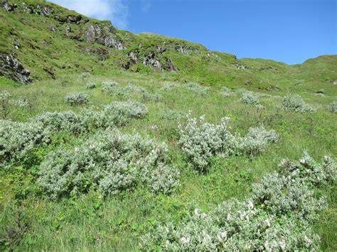 Active Management of Montane Scrub and Treeline Woodland - raincitystudios.com