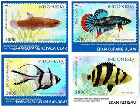 Ada 650 Spesies Ikan Hias di Indonesia - Dari Laut - raincitystudios.com