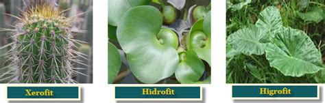 Adaptasi Morfologi pada Tumbuhan - muktibox.com