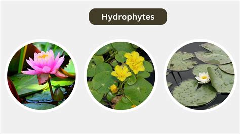 Adaptation of Hydrophytes & Xerophytes - Plantlet - muktibox.com