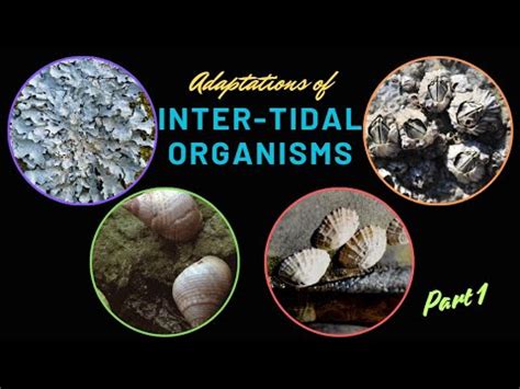 Adaptations of Intertidal Organisms - muktibox.com