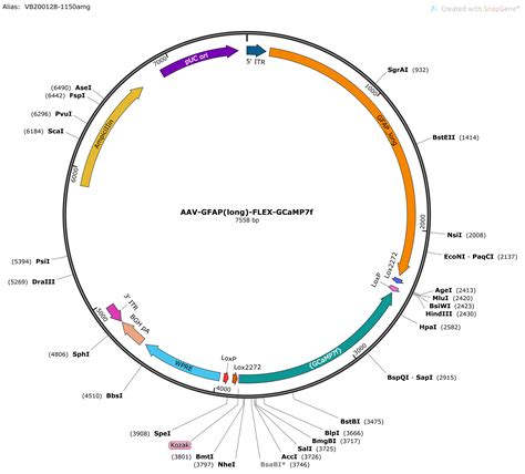 Addgene_ Handling Plasmids from Addgene - Purifying Plasmid DNA.txt - muktibox.com