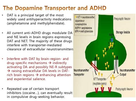 ADHD Dopamine and DAT