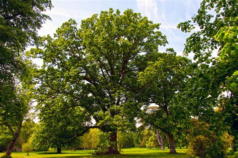 Admirable trees estate of versailles - raincitystudios.com