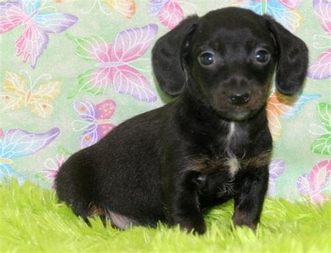 ADOPT 22024400113 ~ Dachshund Rescue ~ Monett, MO